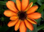 На МКС впервые в истории вырастили цветок