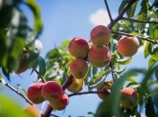 Персиковое дерево