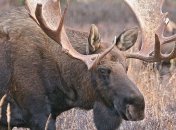 Лося оставили в Красной книге и запретили на него охотится 