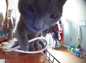 Пушистику Шруту было невдомек, что его снимают