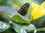 В Украину идет жара, дожди пройдут лишь в одном регионе