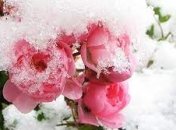 Что сделать, чтобы пионы не замерзли зимой