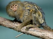 Обнаружена самая маленькая обезьянка в мире