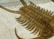 Археологи раскопали самый древний глаз 