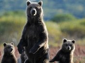 Ученые заявили, что поедание мусора делает медведей ленивыми