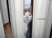 Опалення важливе для всіх членів сім’ї — навіть чотирилапих