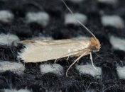 Моль способна уничтожить вещи и продукты