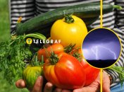 Овощи капризны к погоде