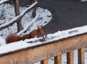 Потеплеет, но будет снегопад: синоптик озвучила прогноз погоды на 20 февраля в Украине