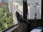 Голубь залетел на балкон - что это значит