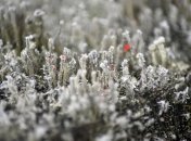 Слова гололед нет в украинском языке