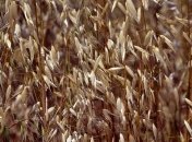 Как правильно заваривать овес для очищения печени