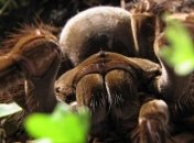 Самый большой паук на планете (Фото)