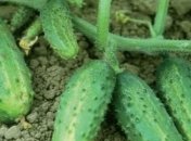 Украинские фермеры активно повышают цены на огурцы