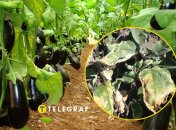 Желтеют листья на баклажанах