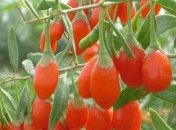 Похудение на ягодах годжи