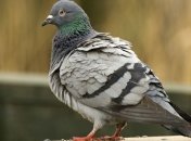 Ученые сделали грандиозное открытие о голубях