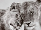 Ученые датировали современное вымирание животных ХІХ веком