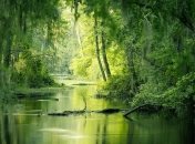 Болота дельты Миссисипи на грани исчезновения: причина 