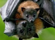 Вирусолог из Уханя рассказала о новых коронавирусах у летучих мышей, которые могут передаваться людям