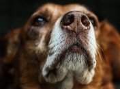 Ученые создали первый прототип рецептора запахов