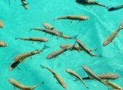 В рыбе из Мексиканского залива нашли нефть