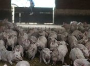 В трех областях Украины зафиксированы очередные вспышки АЧС