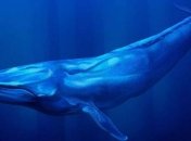 Ученые раскрыли тайну появления морских гигантов