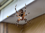 Комахи не проберуться у житло