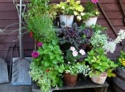 Чем подкармливать цветы