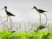 Учимся работе... у птиц!