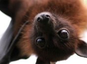 Биологи расшифровали язык летучих мышей