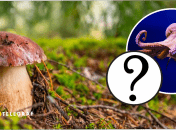 На Франковщине увидели "дьявольский гриб"