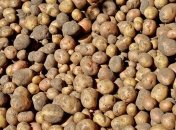 Эксперт: Цена на картофель снизится
