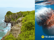 Море, медуза