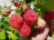 Догляд за малиною