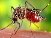 Миллионы комаров-мутантов ученые собираются выпустить на волю