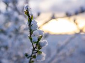 Як врятувати дерева після заморозків