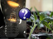 Розсада загине у лютому без спеціального освітлення та тепла