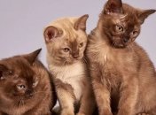 YouTube-блогер Cat Navi Desk веселить кумедними відео з котами (Відео)