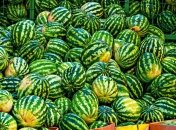 Херсонські кавуни