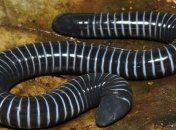 Ученые обнаружили первое земноводное с ядовитым укусом