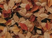 Праздник 21 октября: народные приметы и запреты