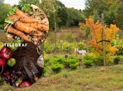 Овочі та зелень, які ідеально підходять для посадки у жовтні