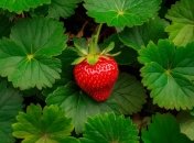 Правильный уход – залог большого урожая клубники (изображение создано с помощью ИИ)