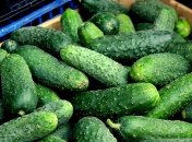 Чем удобрять огурцы - советы