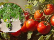 Рассада томатов в мае 2025 - когда сажать