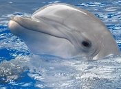 Какими уникальными способностями обладают дельфины?