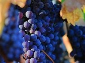 Господержка-2020: какие аграрные отрасли в приоритете Кабмина