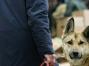 Бездомные собаки кусают 30 тысяч украинцев ежегодно